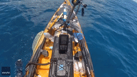 Tiger Shark Attacks Kayaker Off Hawaii Coast