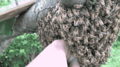 bees