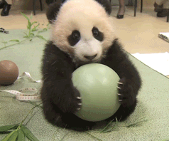 Baby Lol GIF by San Diego Zoo