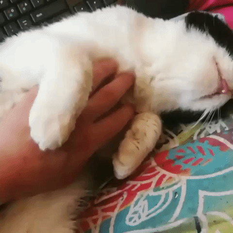 Cat Aww GIF