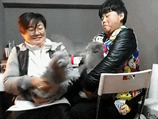 cats
