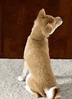 upside down dog GIF