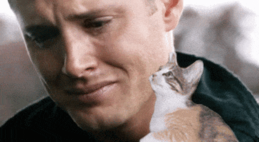  cat animals man crying appeased GIF