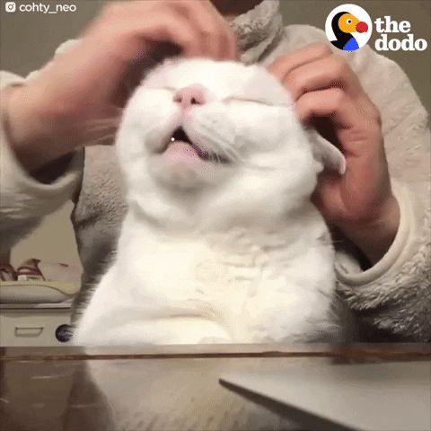 purring cat GIF by The Dodo