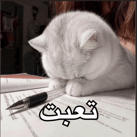 Iraq Iq GIF by Bashar