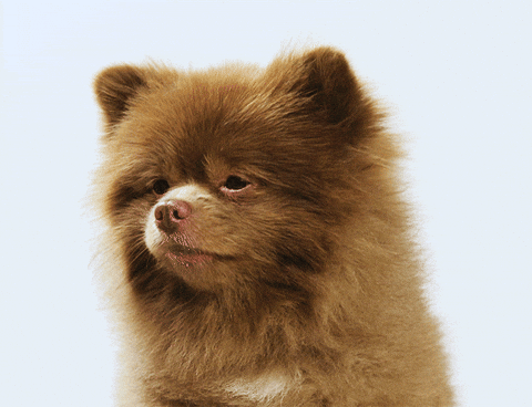 pomeranian cute puppy gif