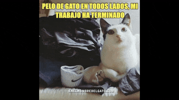 evasanmartin gatos gatitos catlady videos de gatos GIF