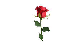 Fashion Love Sticker by MYA