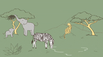 Animation Zebra GIF by Bellabu Bear