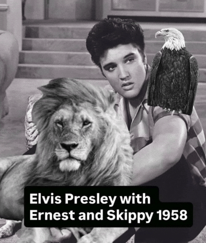 Elvis Presley Eagle GIF