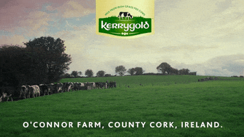 Cheese Milk GIF by Kerrygold USA
