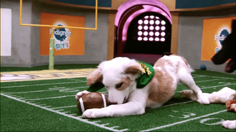Dogs Puppies Gif By Puppy Bowl Find Share On Giphy