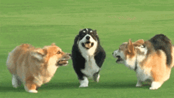 https://media0.giphy.com/media/3GPbOod9GkC5i/200.gif