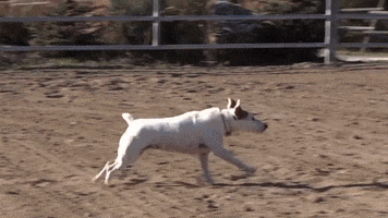 Denver GIF