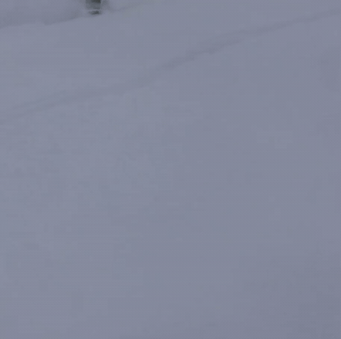 Snow GIF