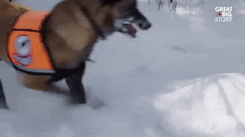 excited good boy GIF by Great Big Story
