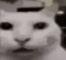 Cat GIF