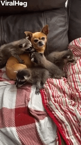 Dog Cuddles With Baby Raccoons GIF by ViralHog