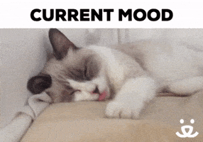 Best Friends Reaction GIF by Best Friends Animal Society