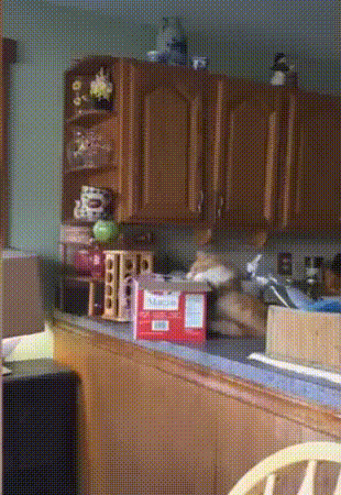 ANIMAL GIFS & PIC 1 - 3 pages Giphy.gif?cid=ecf05e47y09g4gddue455bg0pe4gxmfxei937eq738fo4ode&rid=giphy