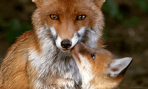 Red-fox GIFs - Get the best GIF on GIPHY