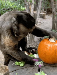 Pumpkin-animation GIFs - Get the best GIF on GIPHY Pumpkin-animation GIFs - Get the best GIF on GIPHY