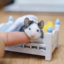 cute little mouse GIF