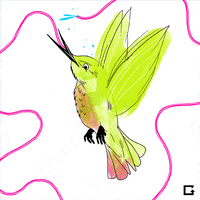 hummingbirds GIF by gifnews