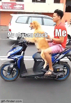 Dog Driving GIF