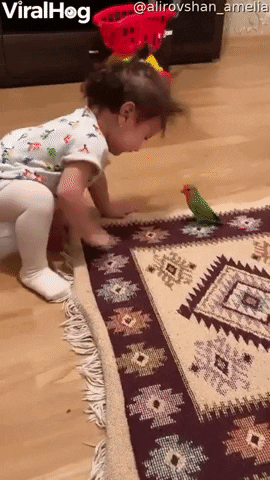 Parrot Cleverly Evades Toddler GIF by ViralHog