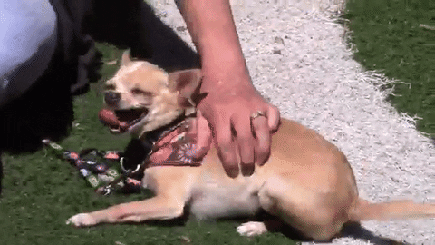 Happy Dog GIF by Nebraska Humane Society - Find & Share on GIPHY