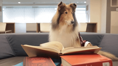 Controller d'Adonis.js : dog reading books