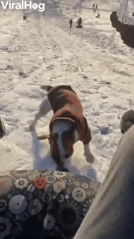 Jack Russell Races Down Sledding Hill GIF by ViralHog