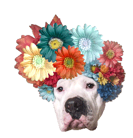 Happy Pit Bull Sticker by Sophie Gamand