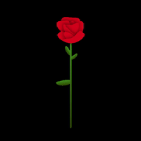 sad love rose GIF