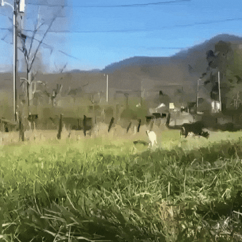 Hi gif