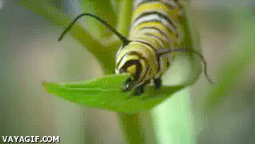monarca da vida GIF