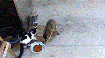 racoon stealing GIF