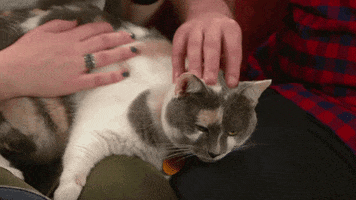 countdown to valentine&#39;s day cat bowl GIF by Hallmark Channel