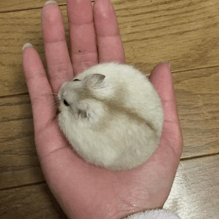 Hamster Absolute Unit GIF