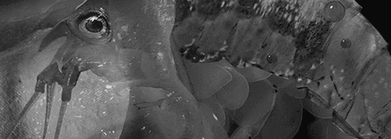 200.gif?cid=fc005b081fb604c8afe3124e68edc6bba3440ec662c0a75e&rid=200.gif&ct=g