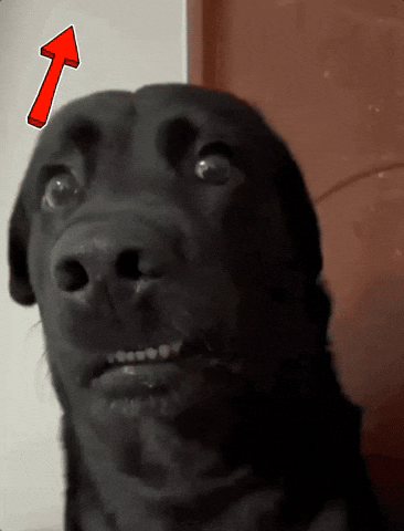 Shocked Dog GIF