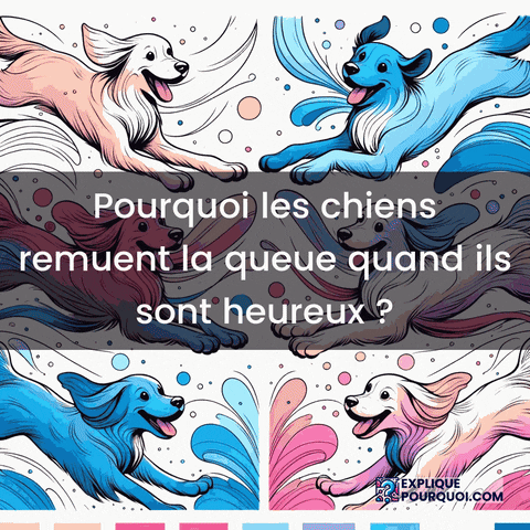 Bonheur Chien GIF by ExpliquePourquoi.com