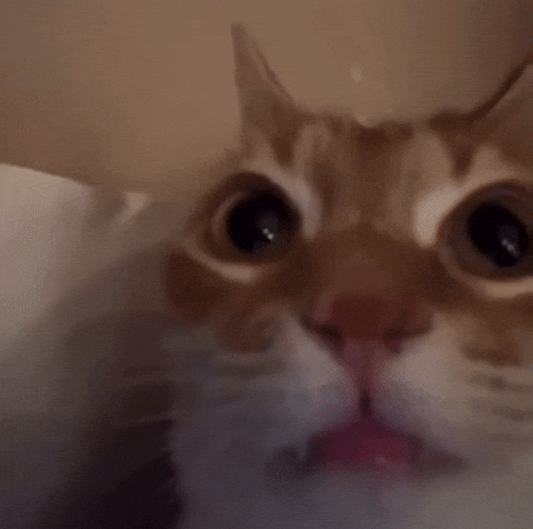 Cat Stare GIF