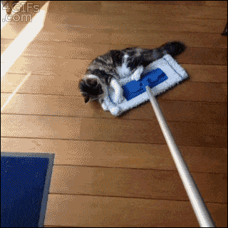 Image result for cat broom gif