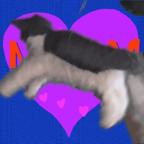 I Love You Cats GIF by Spaghetti