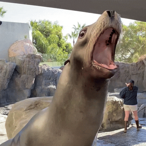 Sea Lion Singing GIF by Aquarium of the Pacific