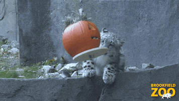 Thanksgiving Pumpkins GIF by Brookfield Zoo