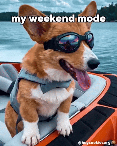Dog Summer GIF