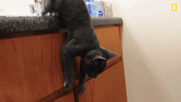 National Geographic Cats GIF by Nat Geo Wild